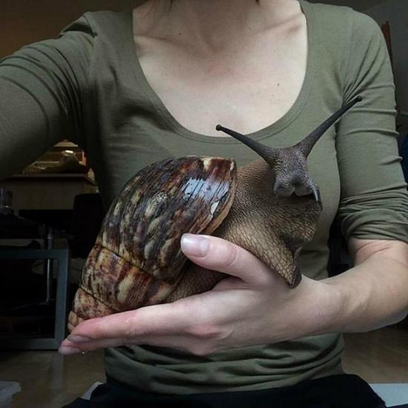 世界上最大的蜗牛是什么?