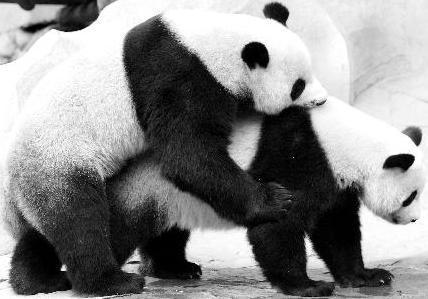 大熊猫交配的时候要看毛片，是真的吗？