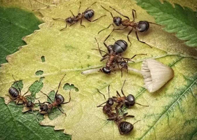 杀蚂蚁的土方法有哪些