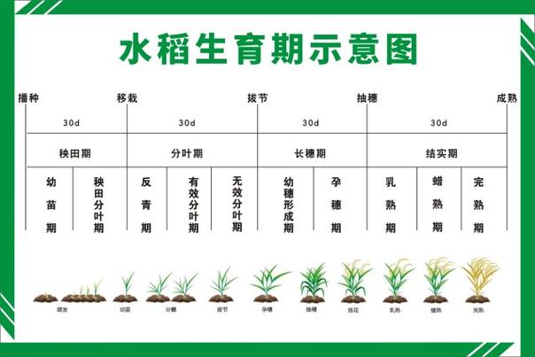 水稻生长过程