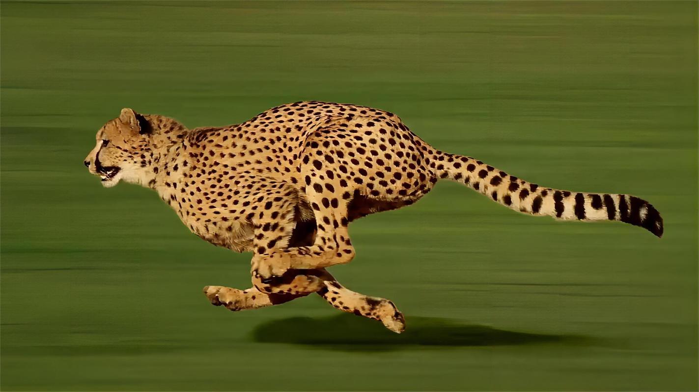 猎豹的奔跑速度