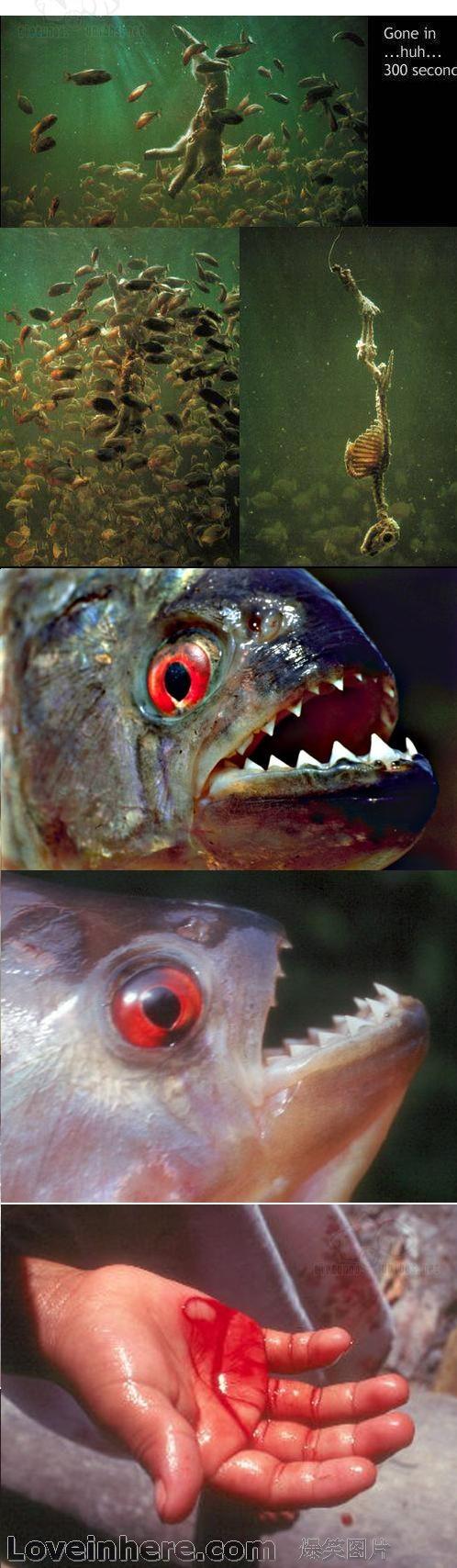 食人鱼可以吃吗有毒吗