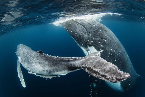 鲸鱼是哺乳动物吗