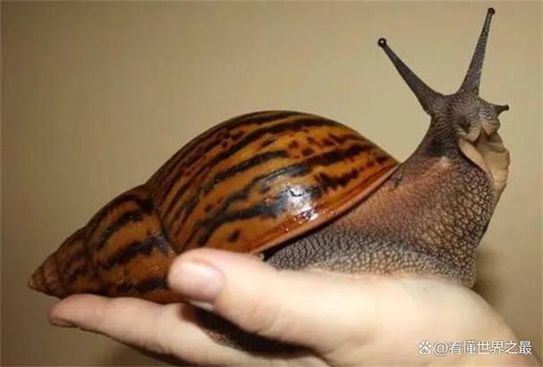世界上最大的蜗牛是什么?的相关图片