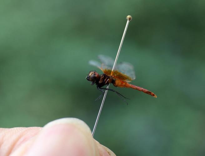 世界上最小的蜻蜓是什么?的相关图片