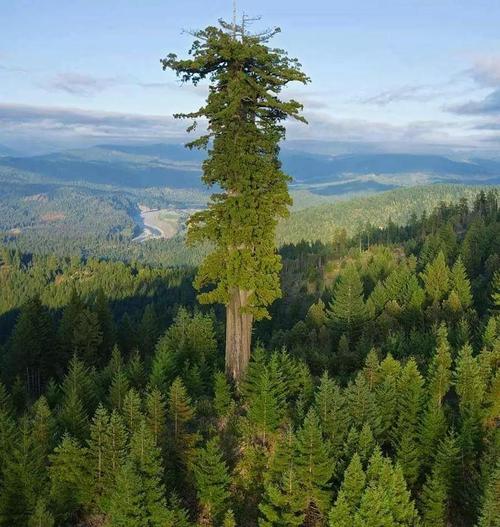 世界上最高的树的相关图片