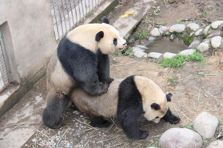 大熊猫交配的时候要看毛片,是真的吗?的相关图片