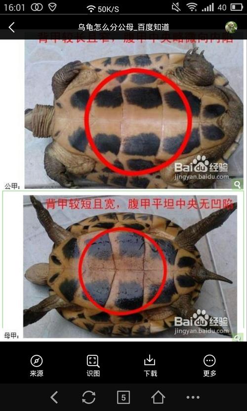 巴西红耳龟怎么分公母的相关图片