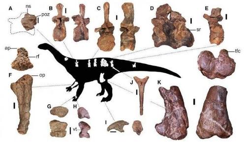 恐龙骨骼化石是怎样形成的？的相关图片