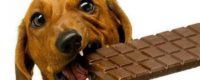 狗能吃巧克力吗的相关图片