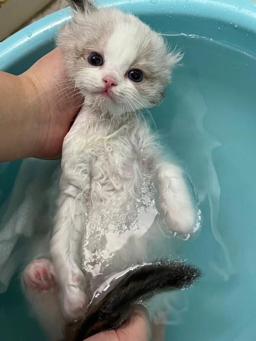 猫多大可以洗澡的相关图片