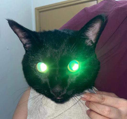 猫的眼睛为什么会发光?的相关图片