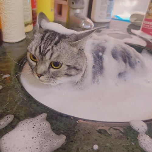 猫能洗澡吗的相关图片