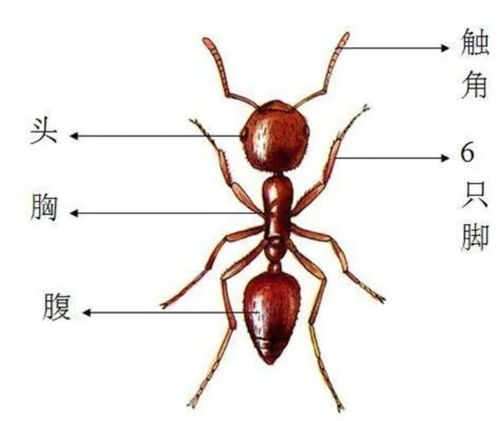 蚂蚁有几只脚的相关图片
