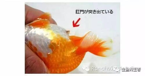 金鱼怎么分辨公母的相关图片