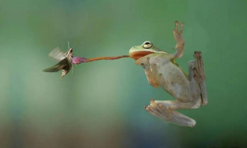 青蛙为什么只吃活物?的相关图片