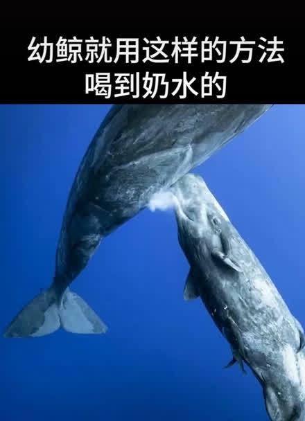 鲸鱼是哺乳动物吗的相关图片
