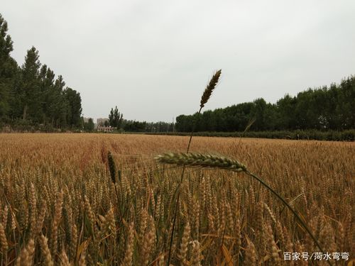 麦子什么季节成熟?的相关图片